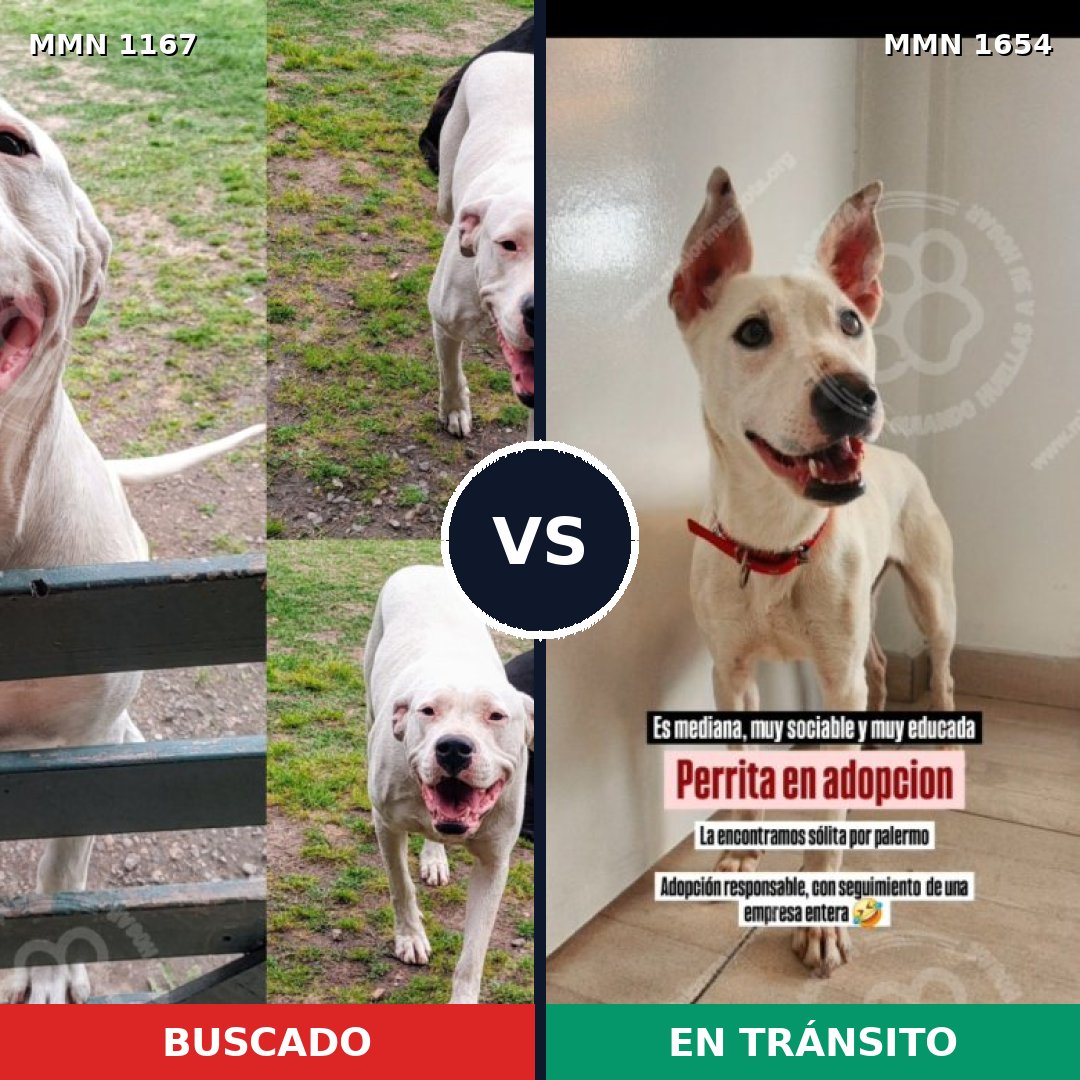 Comparativa MMS 35342: mascota perdida y mascota encontrada, 51% de similitud