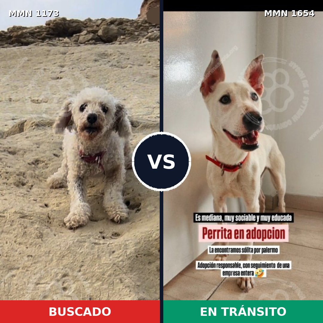Comparativa MMS 35343: mascota perdida y mascota encontrada, 40% de similitud