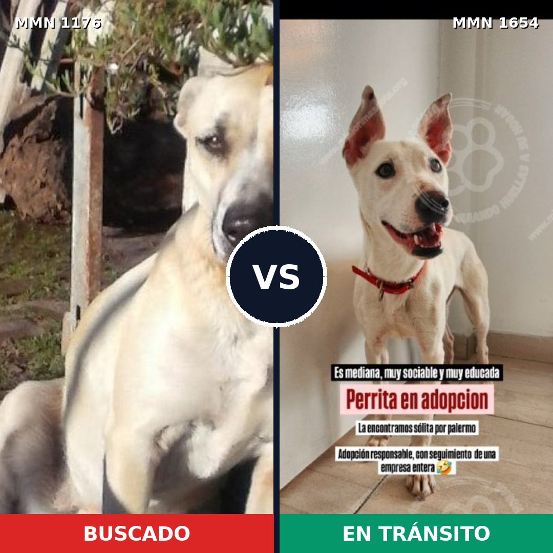 Comparativa MMS 35344: mascota perdida y mascota encontrada, 69% de similitud