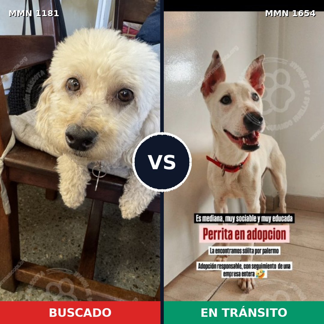 Comparativa MMS 35345: mascota perdida y mascota encontrada, 45% de similitud