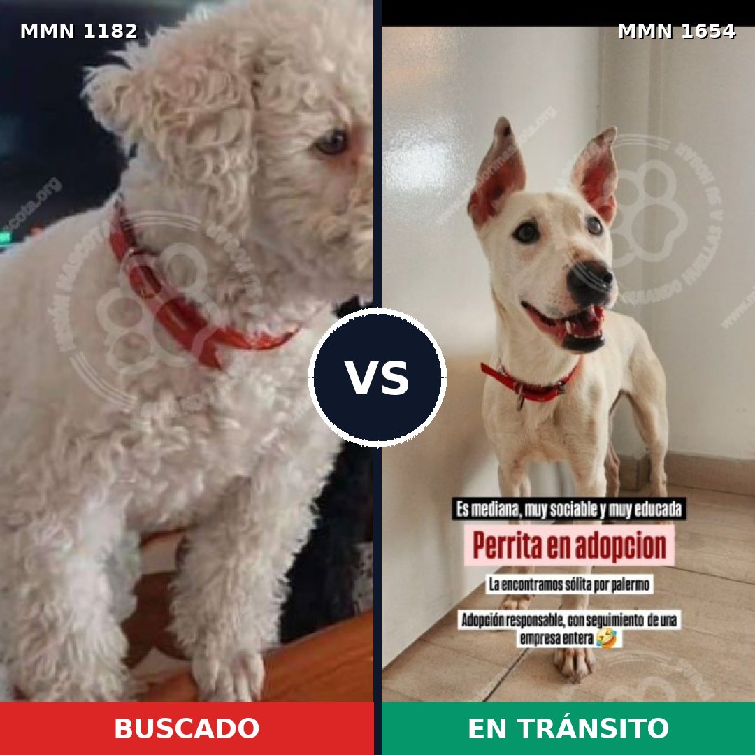 Comparativa MMS 35346: mascota perdida y mascota encontrada, 49% de similitud