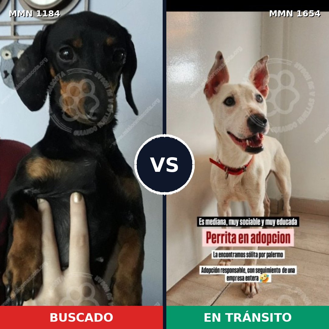 Comparativa MMS 35347: mascota perdida y mascota encontrada, 38% de similitud