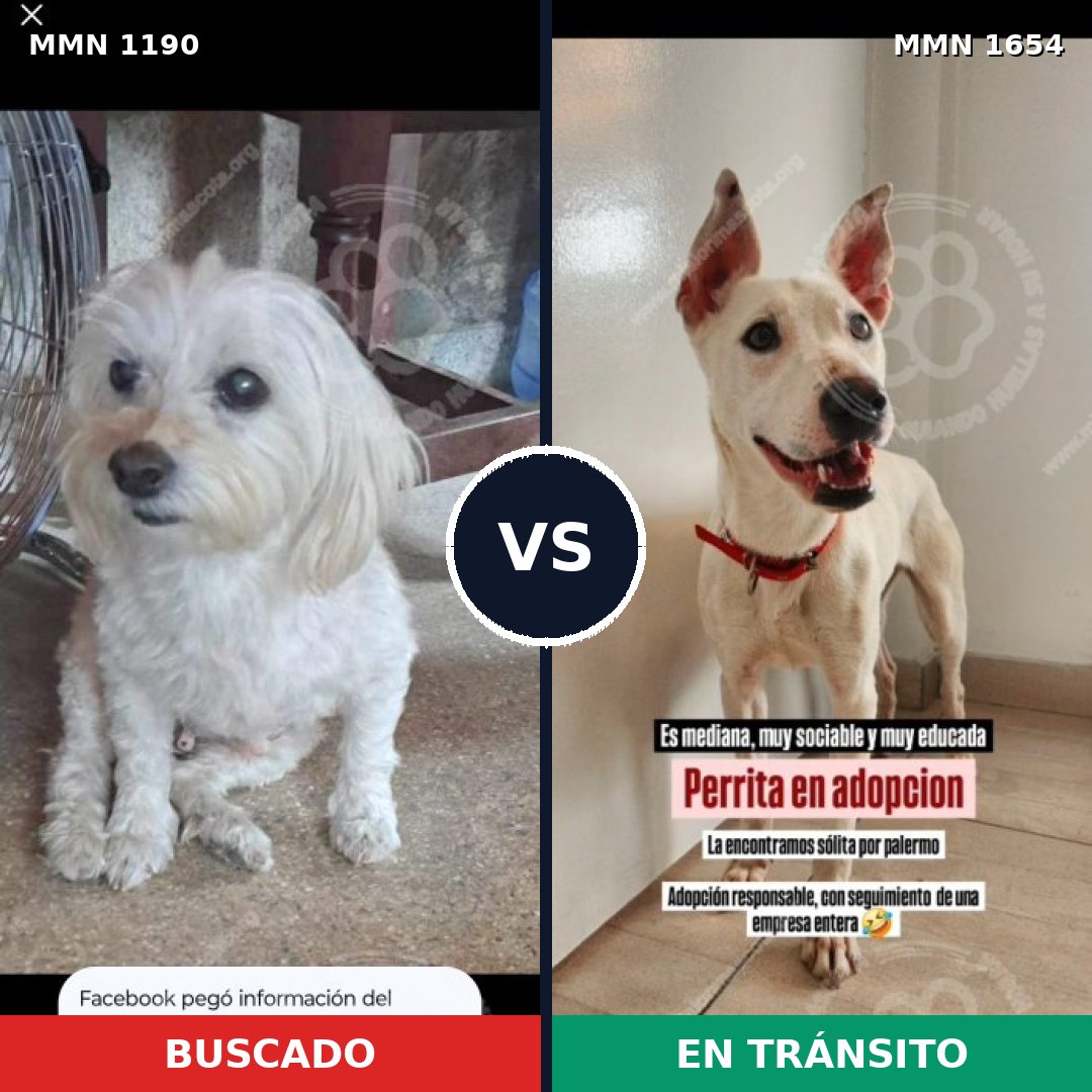 Comparativa MMS 35348: mascota perdida y mascota encontrada, 49% de similitud