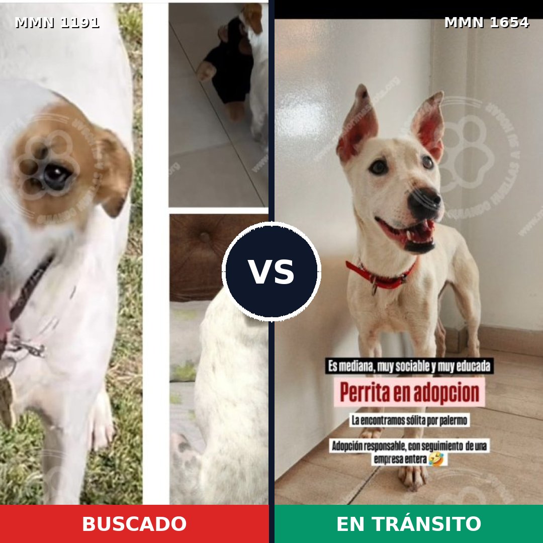 Comparativa MMS 35349: mascota perdida y mascota encontrada, 77% de similitud
