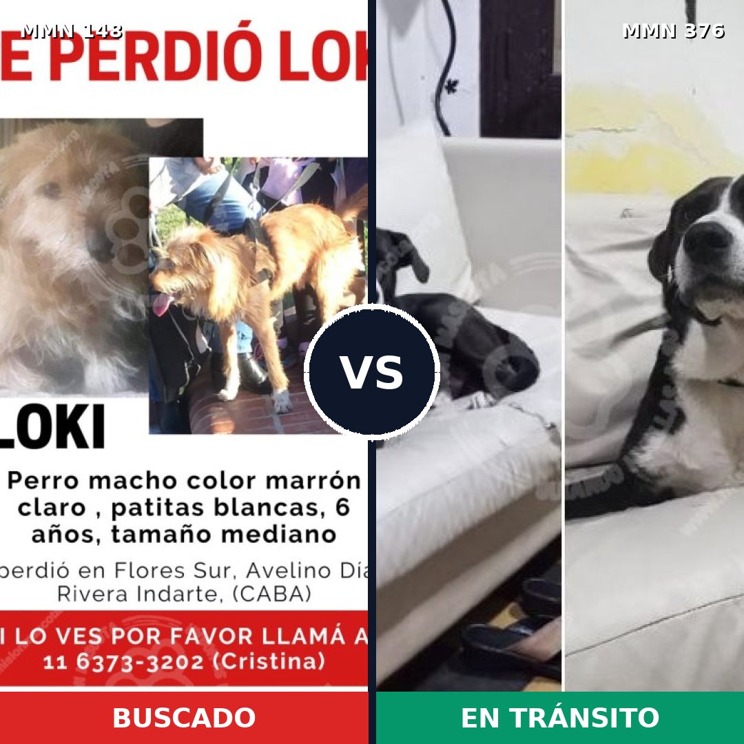 Comparativa MMS 3535: mascota perdida y mascota encontrada, 65% de similitud
