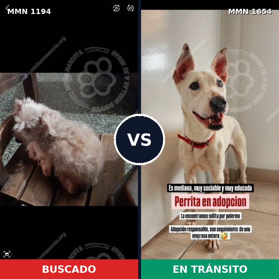 Comparativa MMS 35350: mascota perdida y mascota encontrada, 45% de similitud