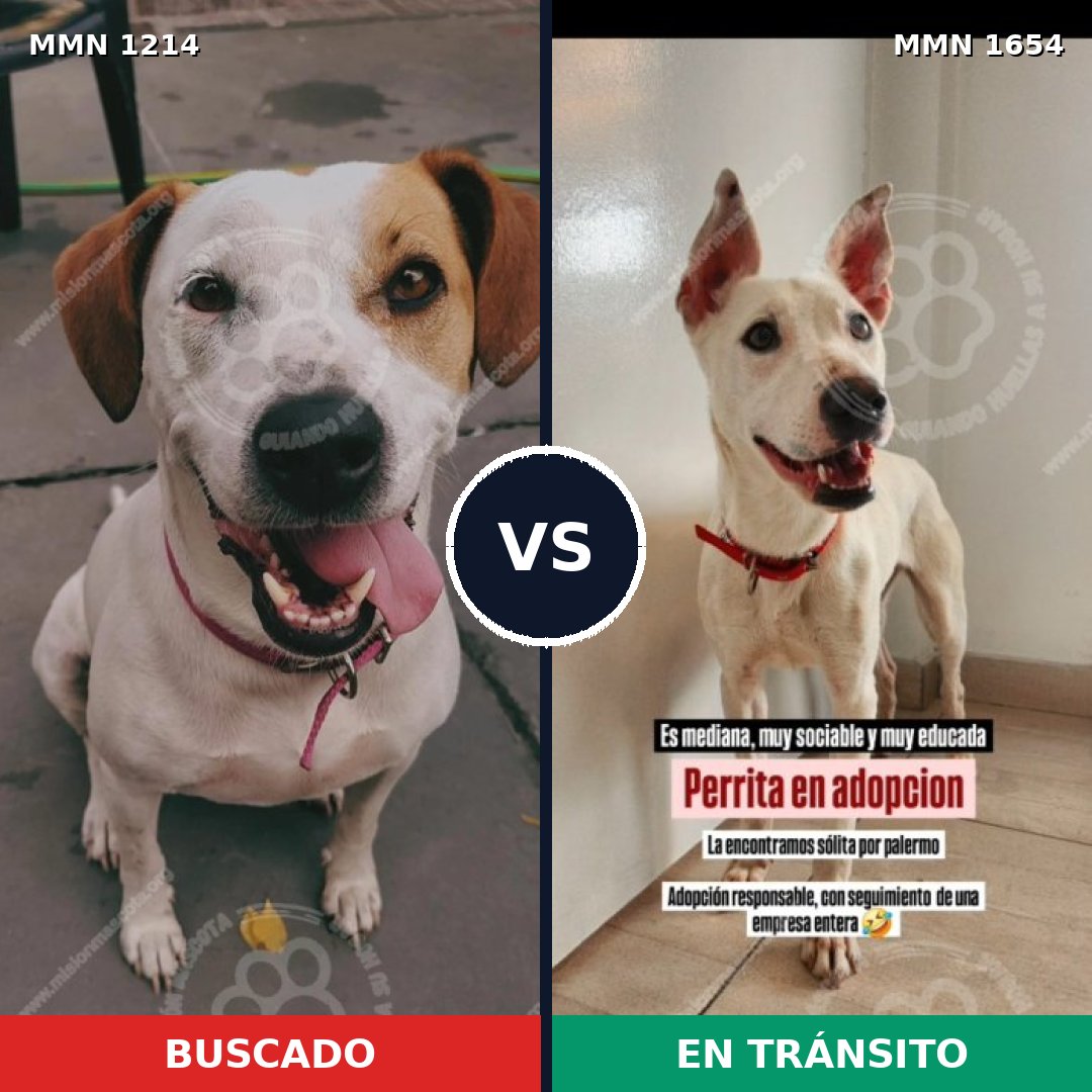 Comparativa MMS 35352: mascota perdida y mascota encontrada, 78% de similitud