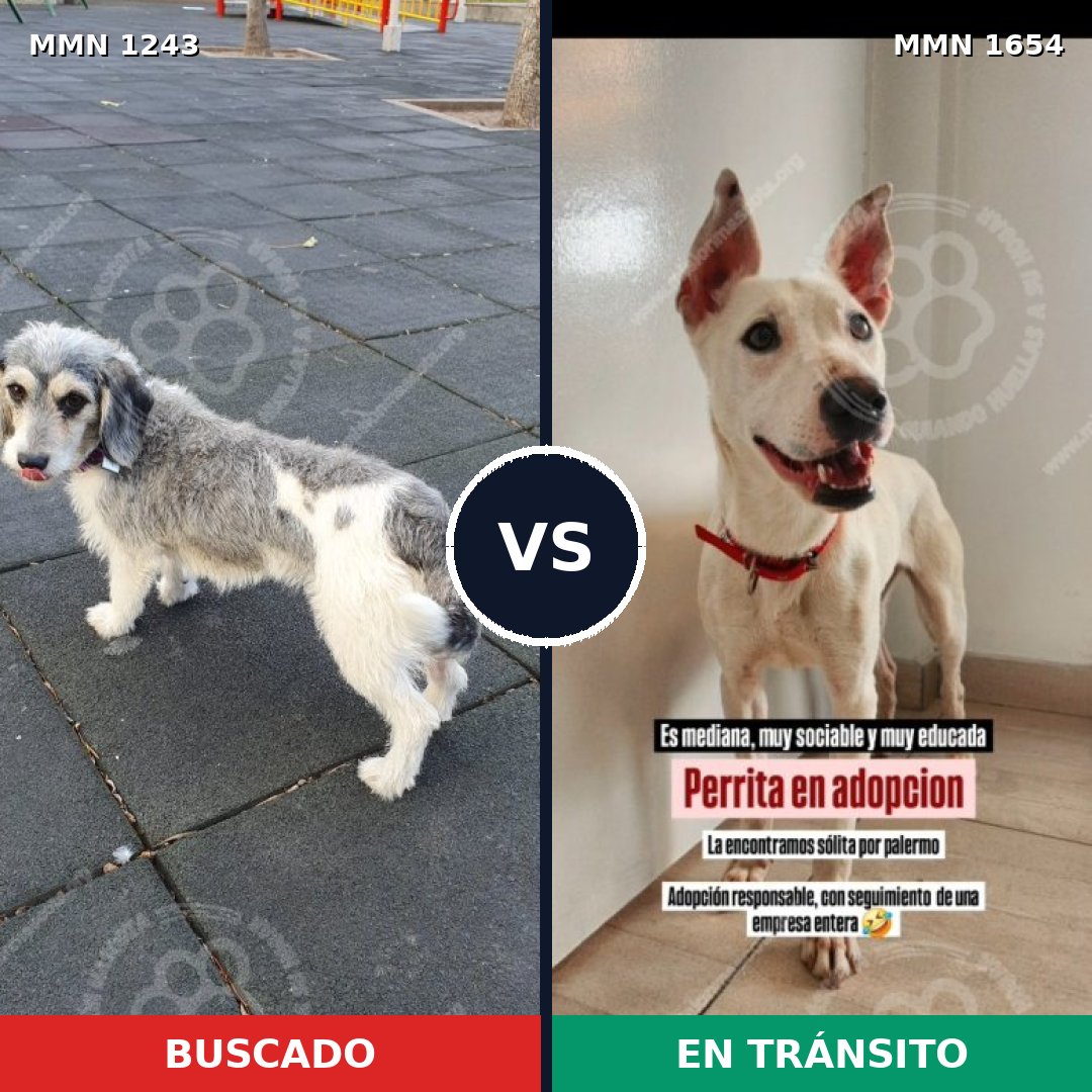 Comparativa MMS 35356: mascota perdida y mascota encontrada, 62% de similitud