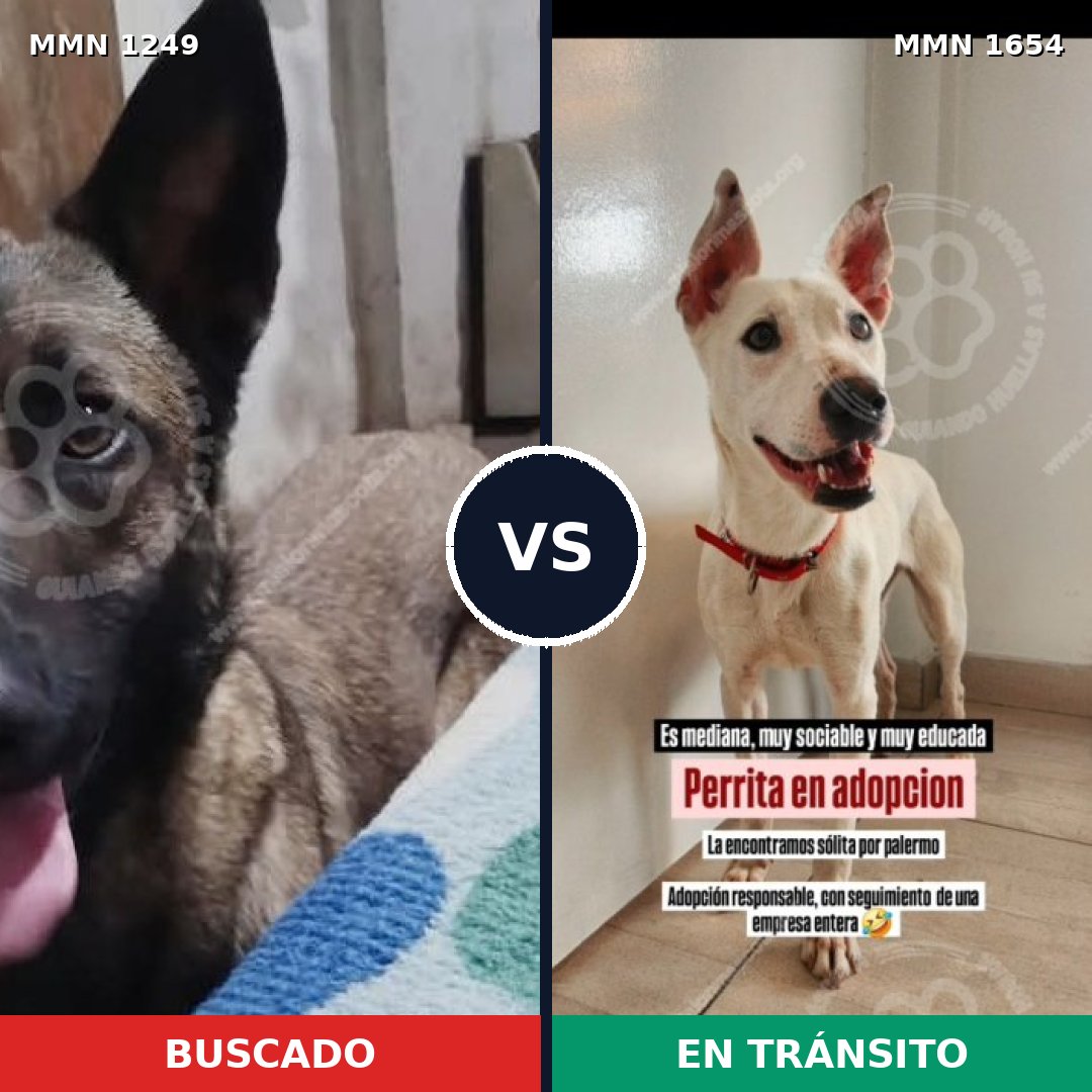 Comparativa MMS 35357: mascota perdida y mascota encontrada, 33% de similitud