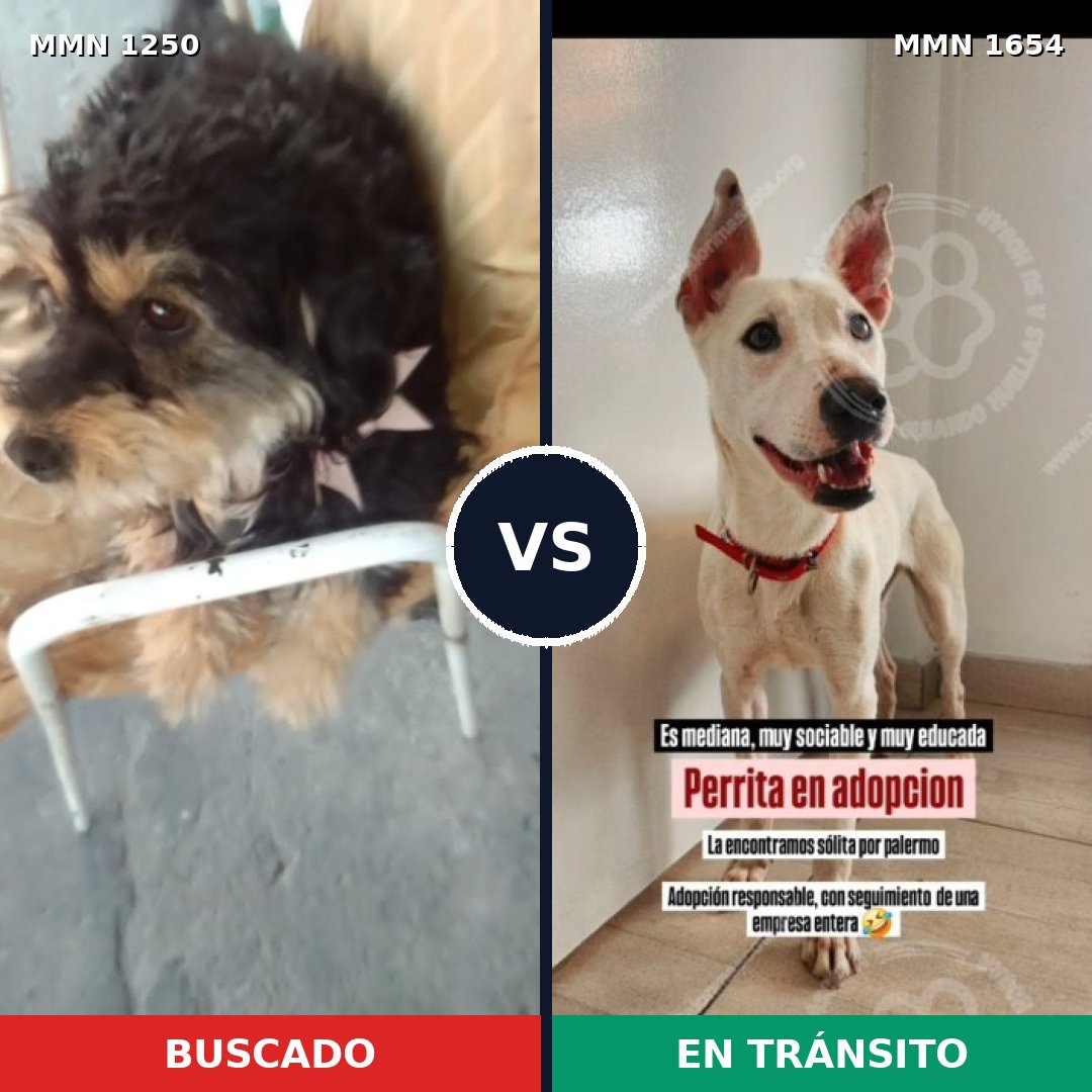 Comparativa MMS 35358: mascota perdida y mascota encontrada, 57% de similitud