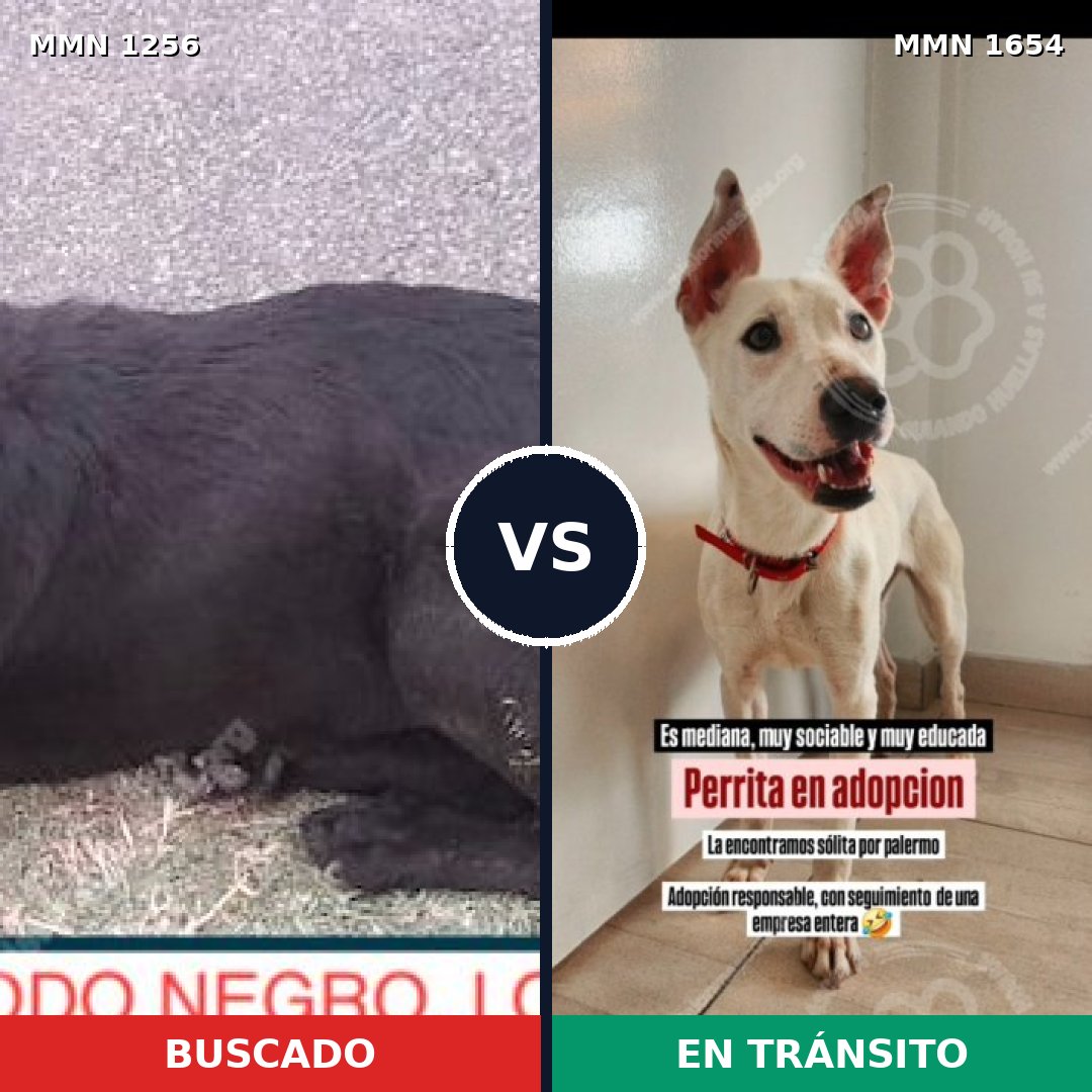 Comparativa MMS 35359: mascota perdida y mascota encontrada, 73% de similitud