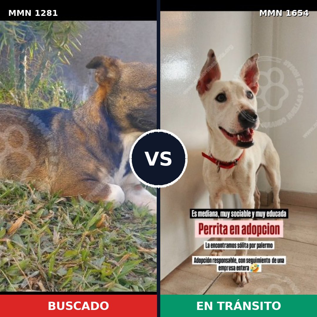 Comparativa MMS 35361: mascota perdida y mascota encontrada, 58% de similitud