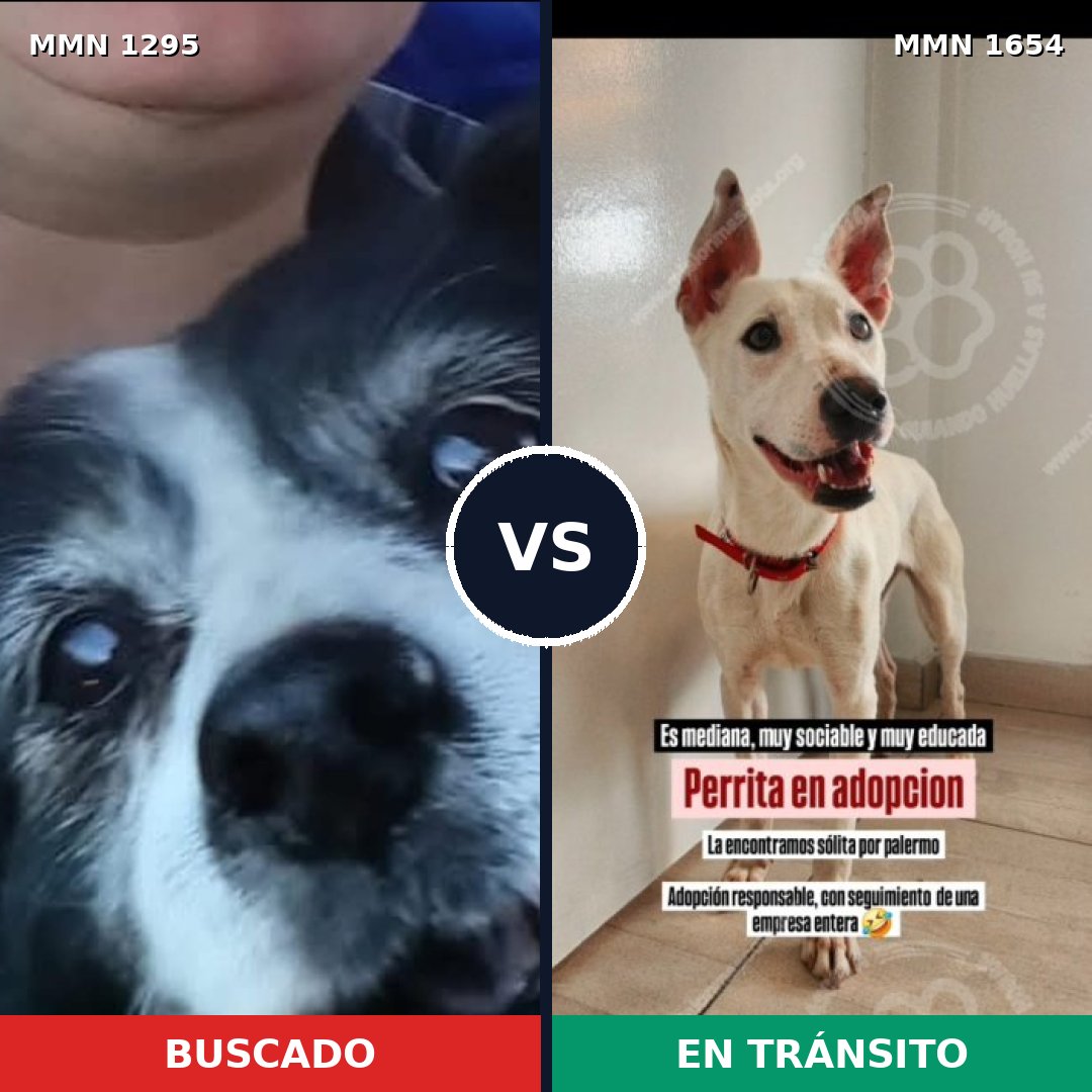 Comparativa MMS 35363: mascota perdida y mascota encontrada, 84% de similitud