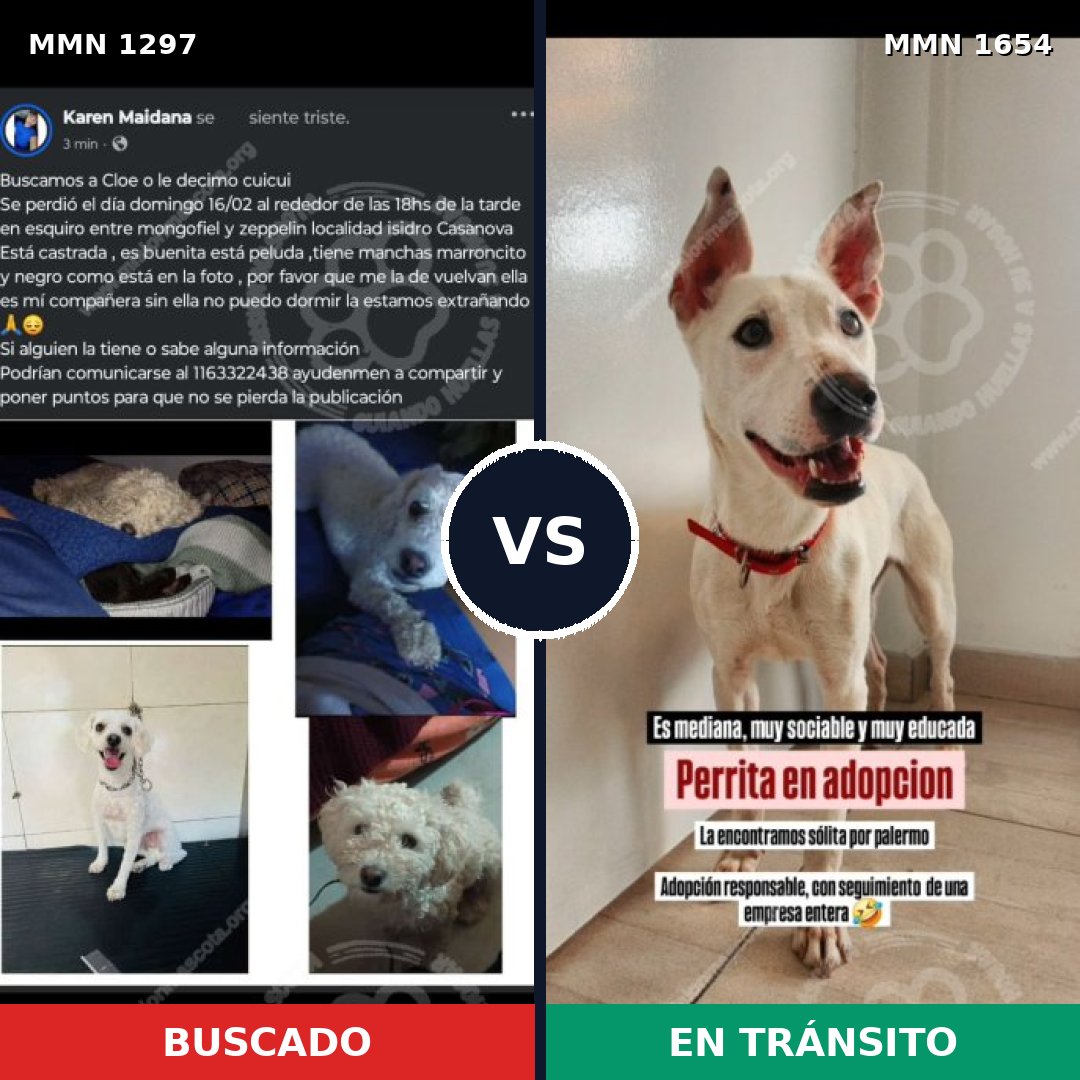 Comparativa MMS 35364: mascota perdida y mascota encontrada, 59% de similitud