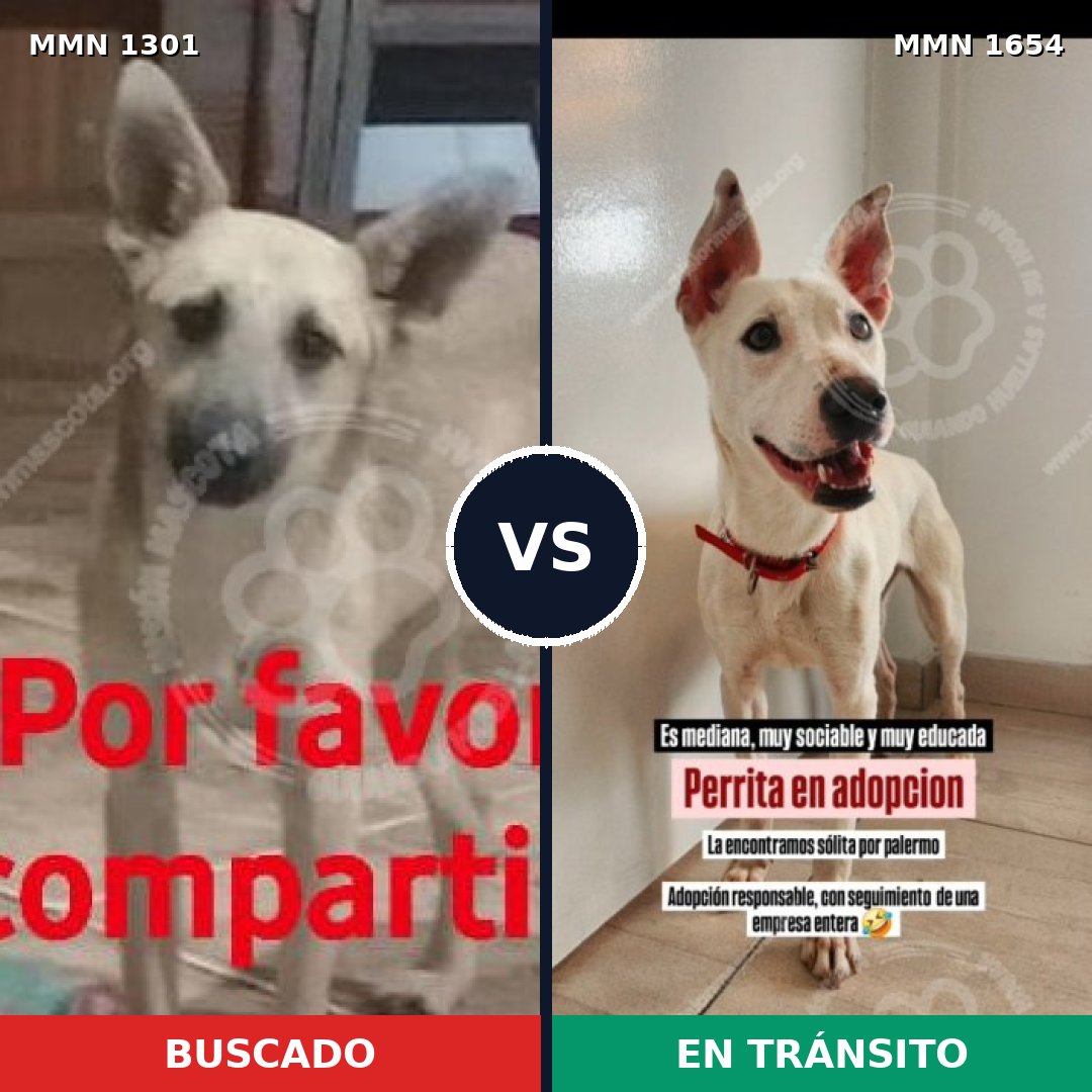 Comparativa MMS 35365: mascota perdida y mascota encontrada, 75% de similitud