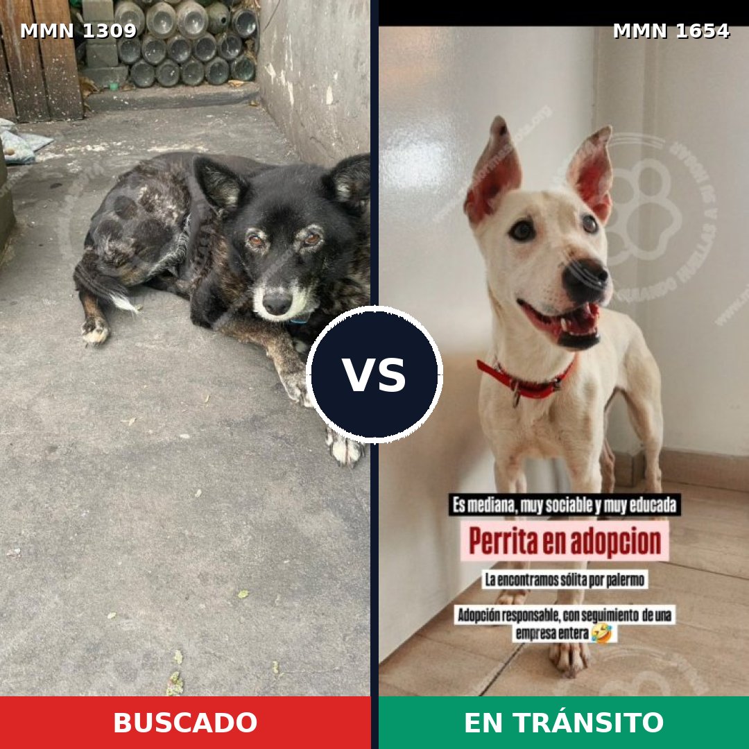 Comparativa MMS 35367: mascota perdida y mascota encontrada, 73% de similitud