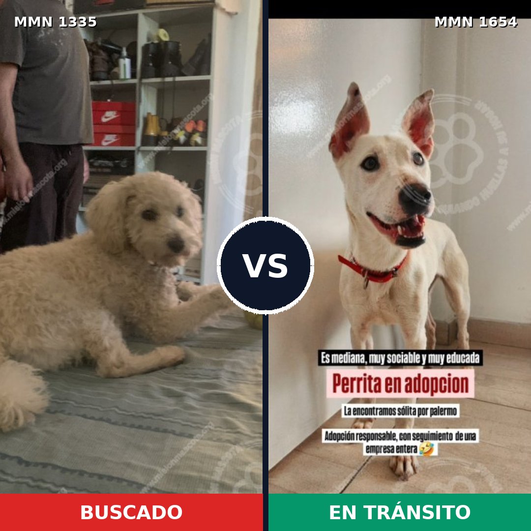 Comparativa MMS 35368: mascota perdida y mascota encontrada, 45% de similitud
