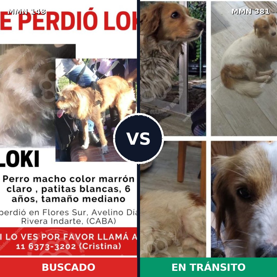 Comparativa MMS 3537: mascota perdida y mascota encontrada, 83% de similitud