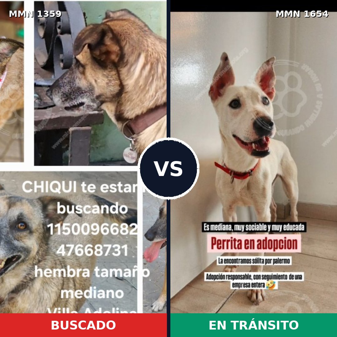 Comparativa MMS 35372: mascota perdida y mascota encontrada, 56% de similitud