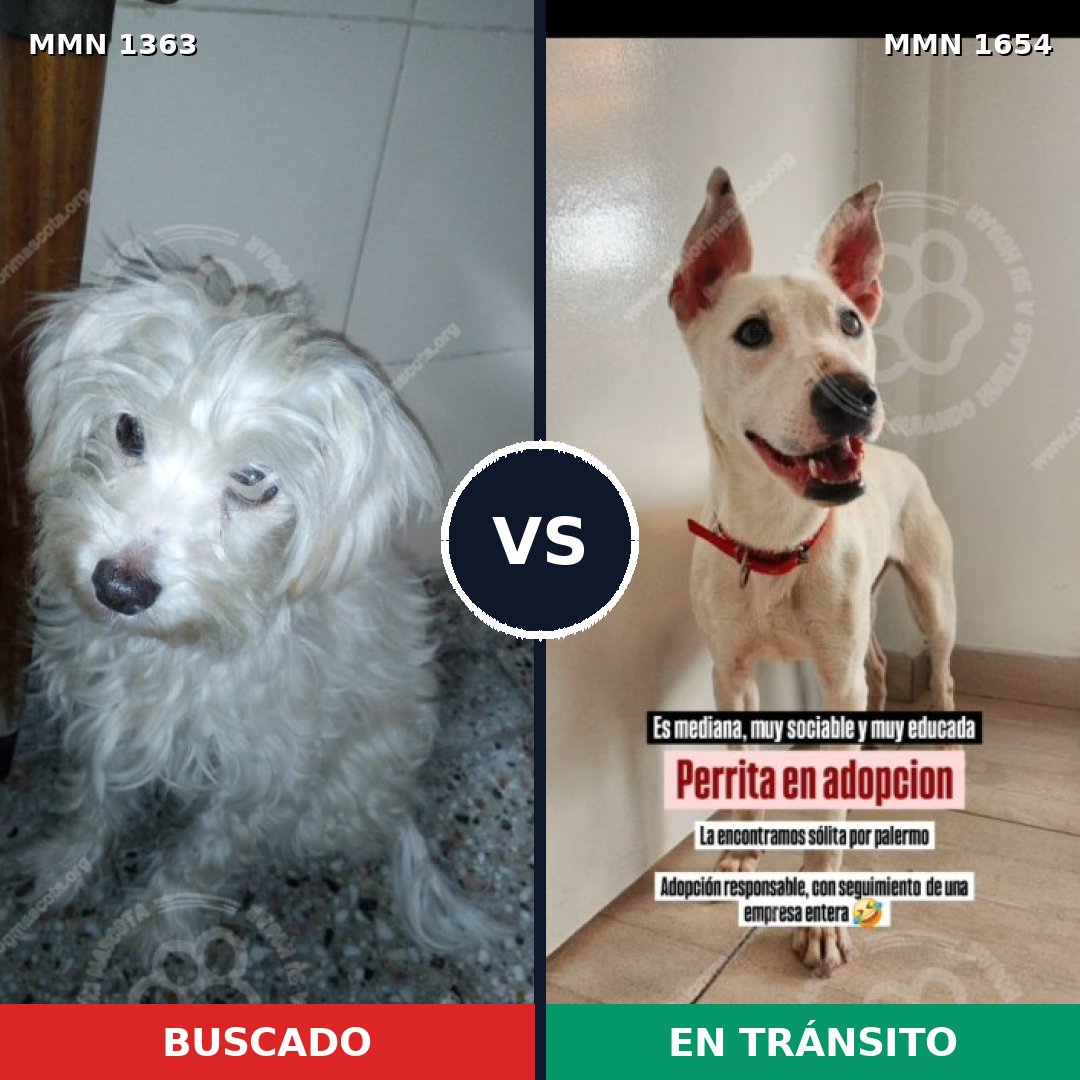 Comparativa MMS 35373: mascota perdida y mascota encontrada, 58% de similitud