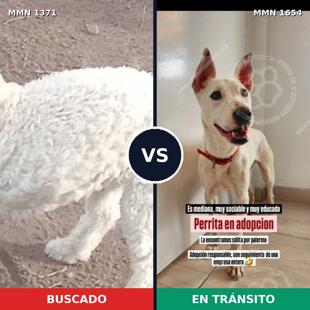 Comparativa MMS 35374: mascota perdida y mascota encontrada, 54% de similitud