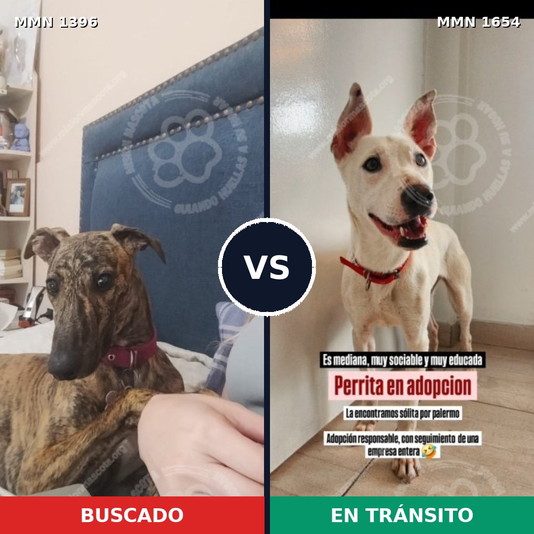 Comparativa MMS 35375: mascota perdida y mascota encontrada, 33% de similitud