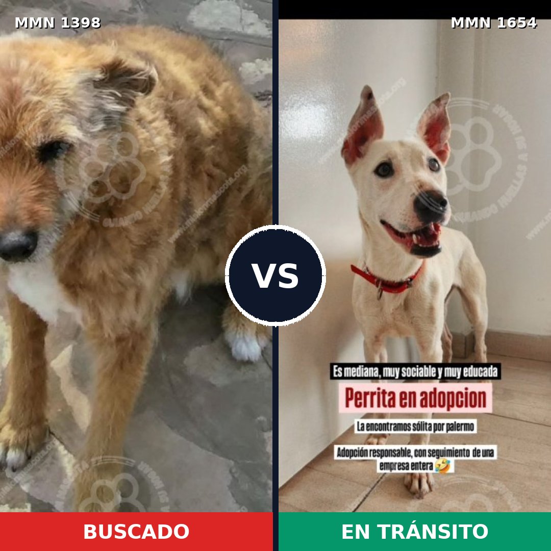 Comparativa MMS 35376: mascota perdida y mascota encontrada, 75% de similitud