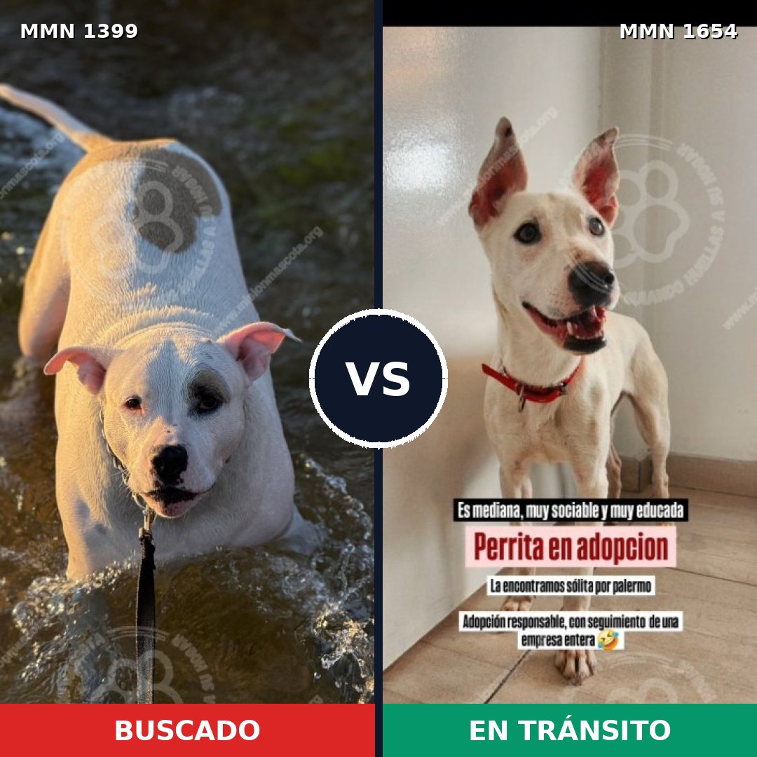 Comparativa MMS 35377: mascota perdida y mascota encontrada, 45% de similitud