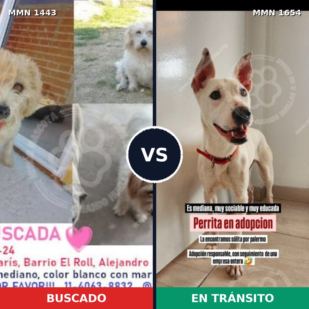 Comparativa MMS 35379: mascota perdida y mascota encontrada, 81% de similitud