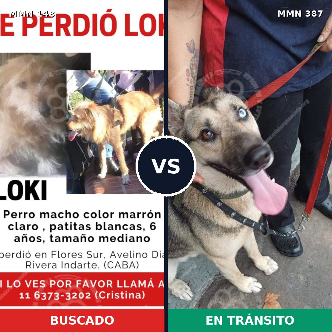 Comparativa MMS 3538: mascota perdida y mascota encontrada, 45% de similitud