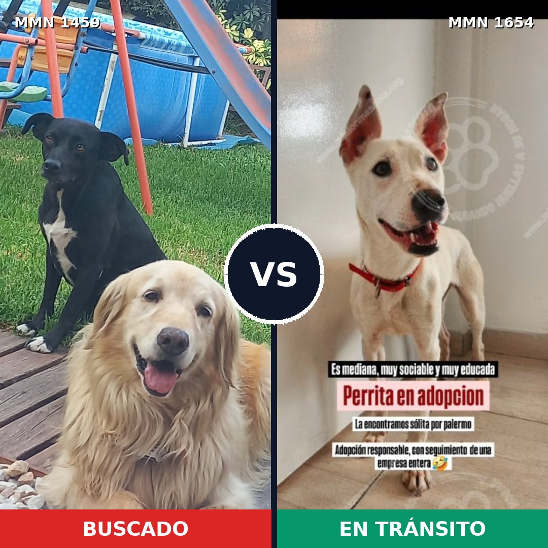 Comparativa MMS 35380: mascota perdida y mascota encontrada, 34% de similitud