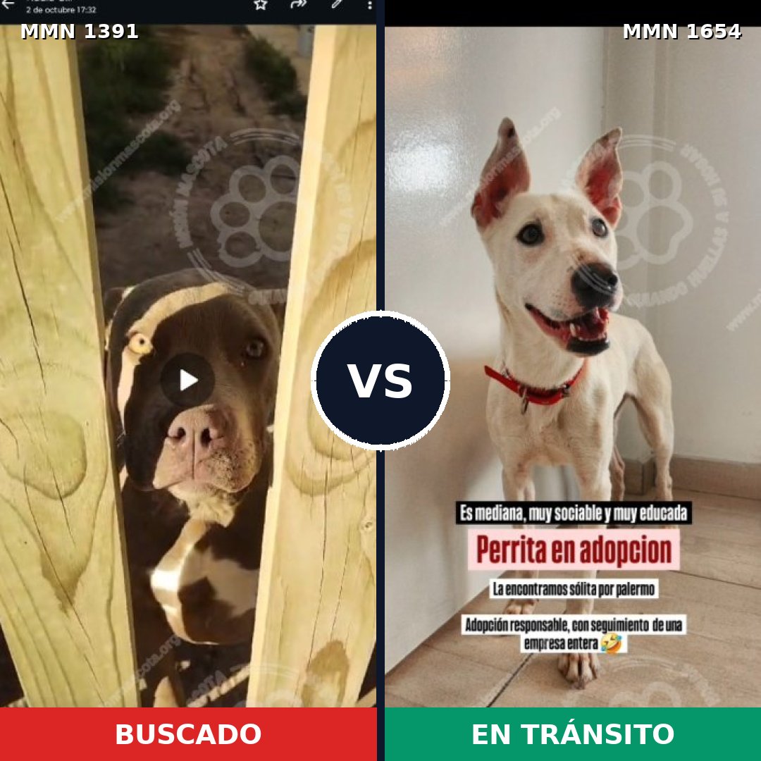 Comparativa MMS 35381: mascota perdida y mascota encontrada, 46% de similitud