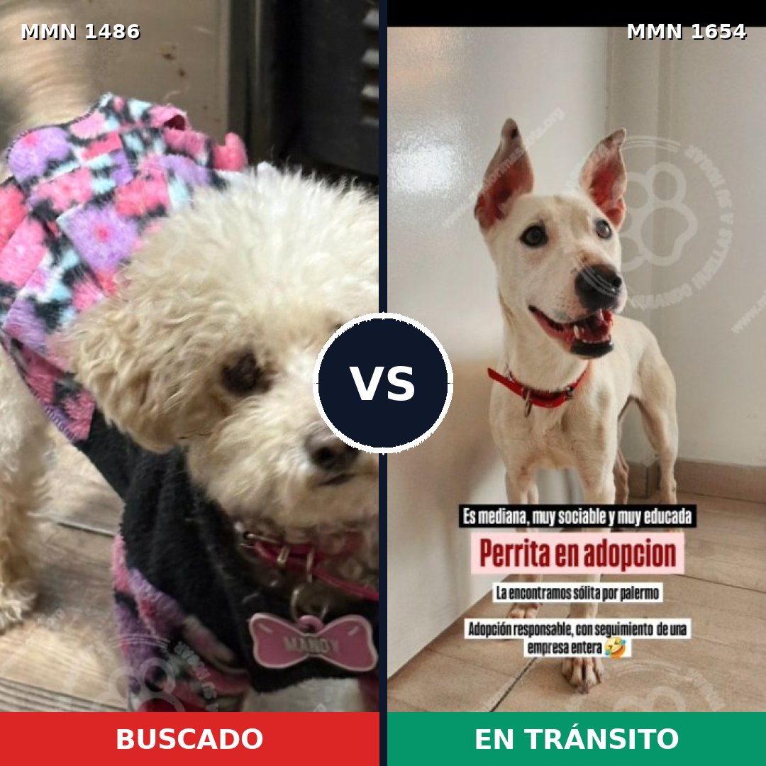 Comparativa MMS 35383: mascota perdida y mascota encontrada, 22% de similitud