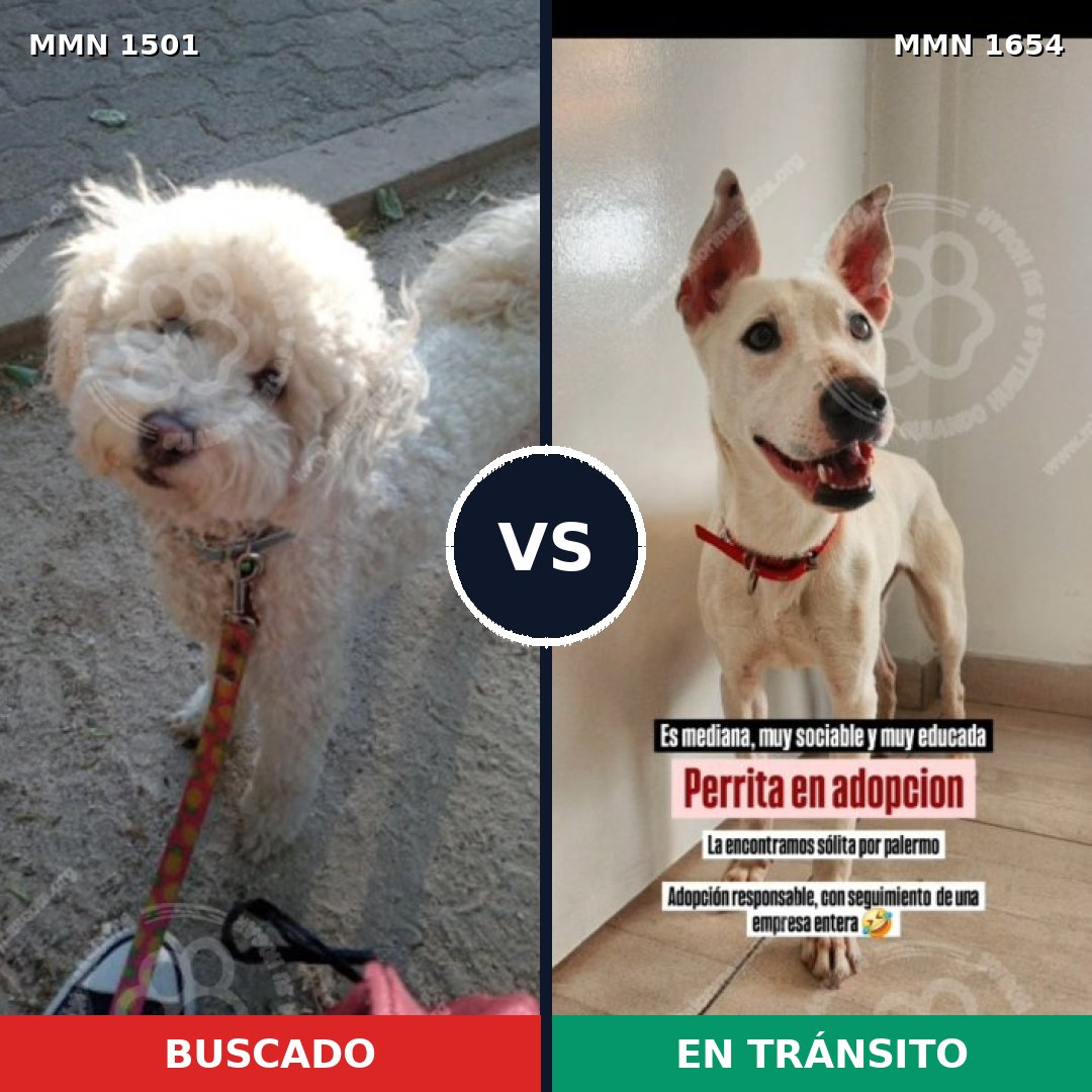 Comparativa MMS 35384: mascota perdida y mascota encontrada, 56% de similitud