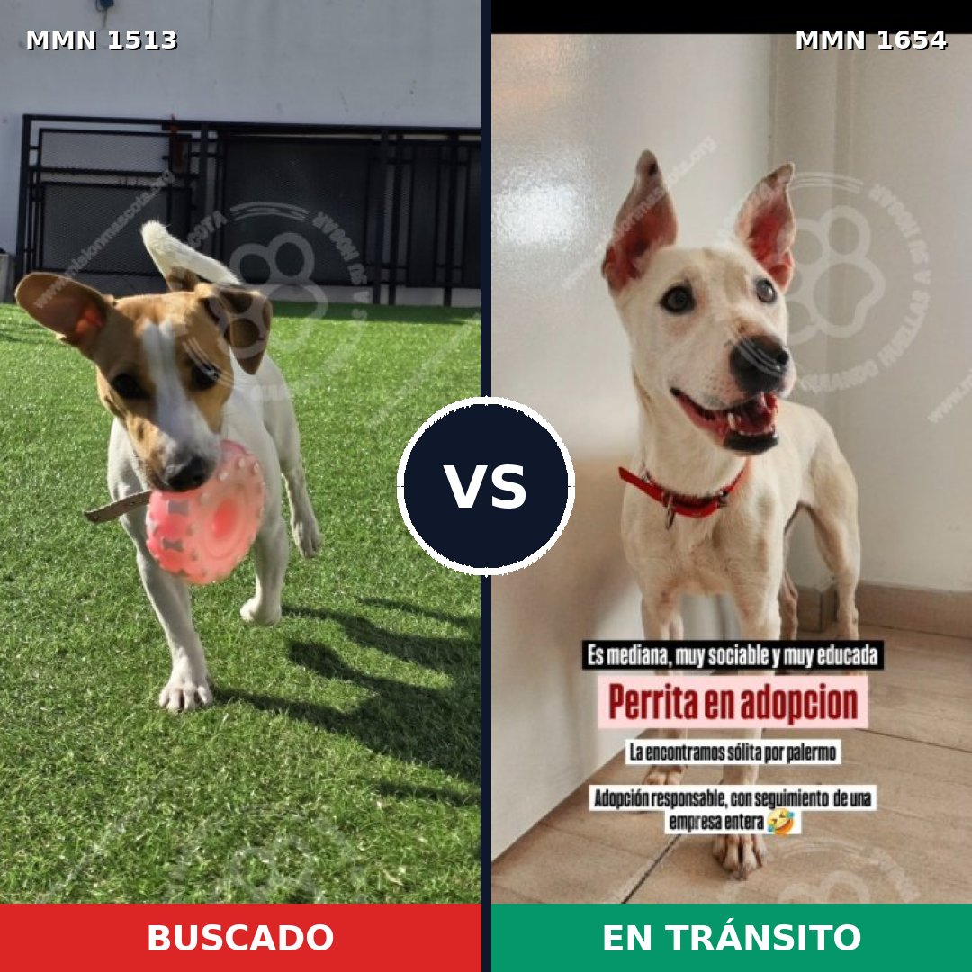 Comparativa MMS 35385: mascota perdida y mascota encontrada, 49% de similitud