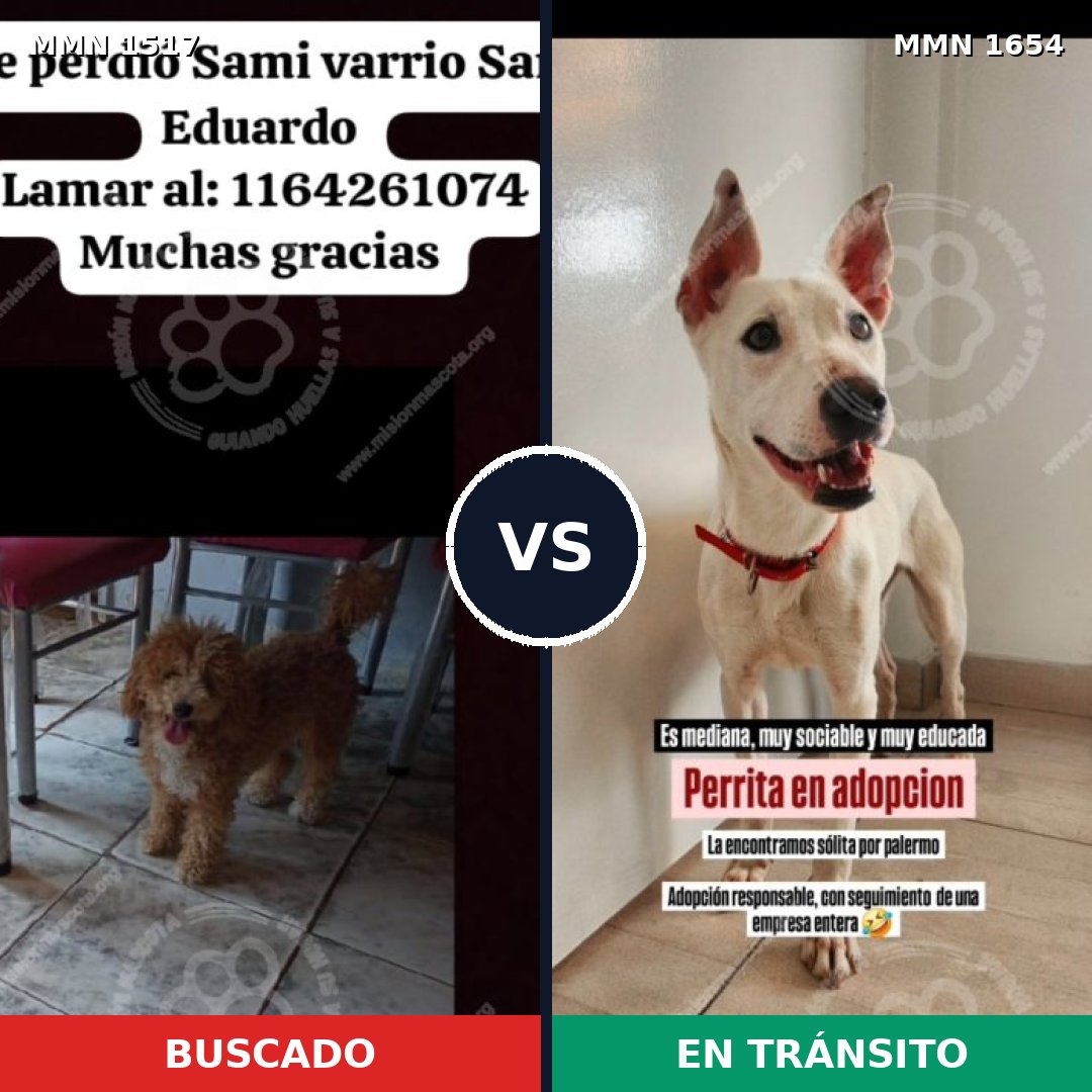 Comparativa MMS 35387: mascota perdida y mascota encontrada, 32% de similitud
