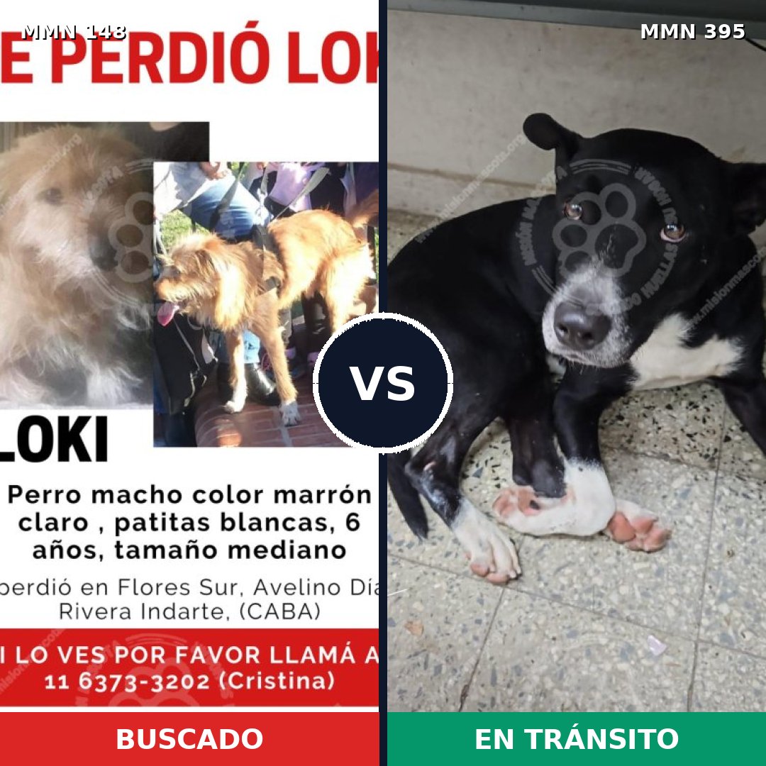 Comparativa MMS 3539: mascota perdida y mascota encontrada, 63% de similitud