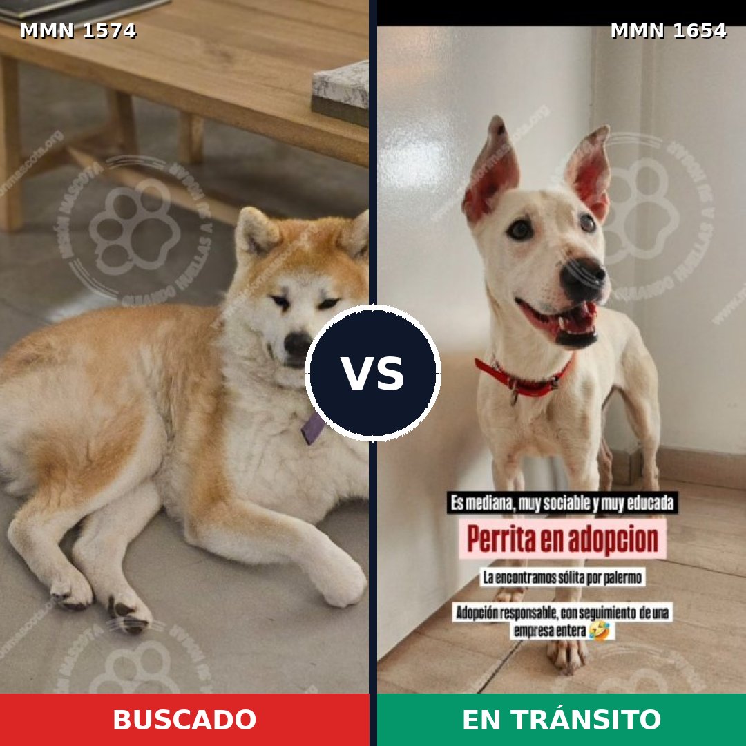 Comparativa MMS 35391: mascota perdida y mascota encontrada, 43% de similitud