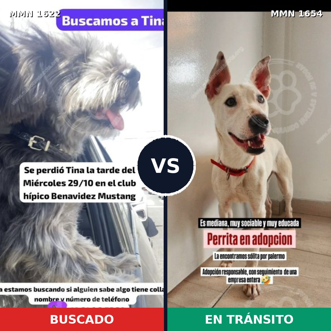 Comparativa MMS 35393: mascota perdida y mascota encontrada, 63% de similitud
