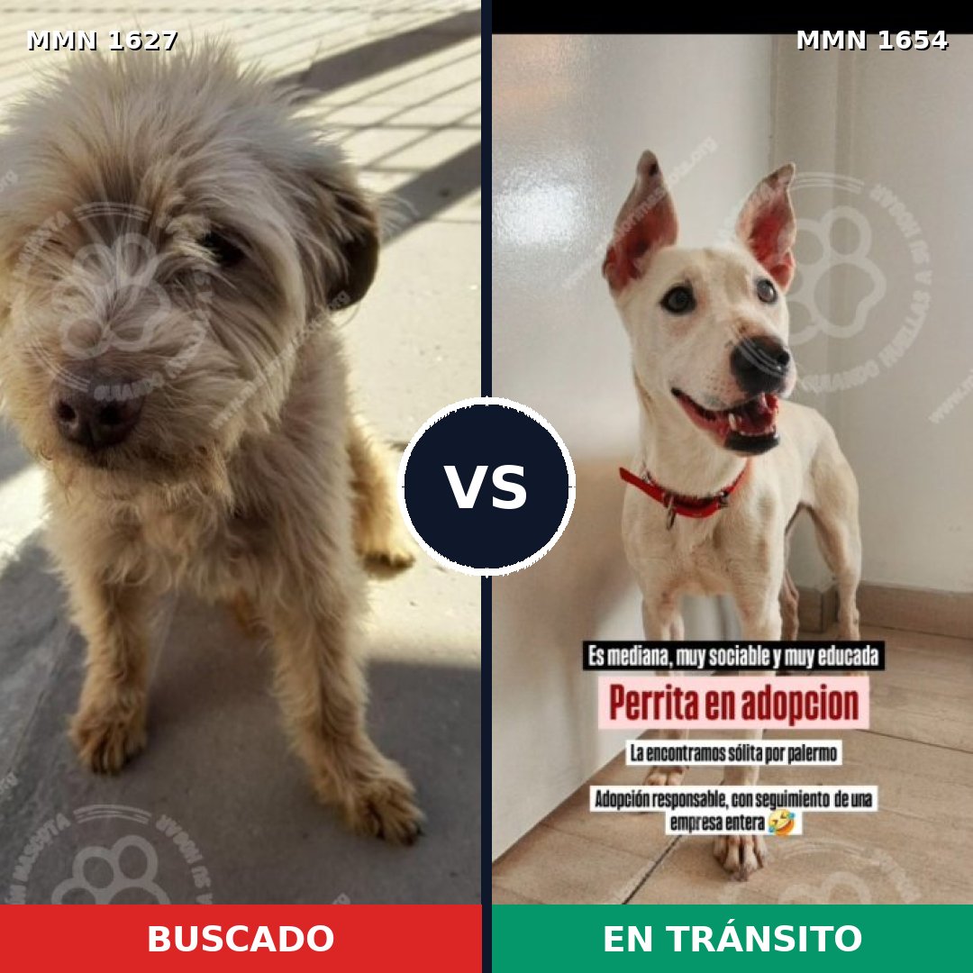Comparativa MMS 35394: mascota perdida y mascota encontrada, 60% de similitud