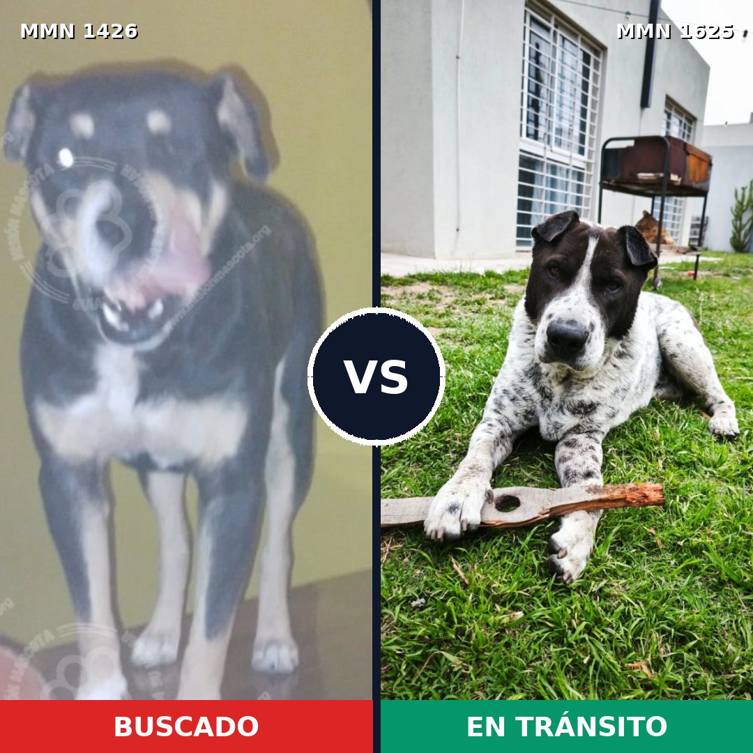 Comparativa MMS 35399: mascota perdida y mascota encontrada, 72% de similitud