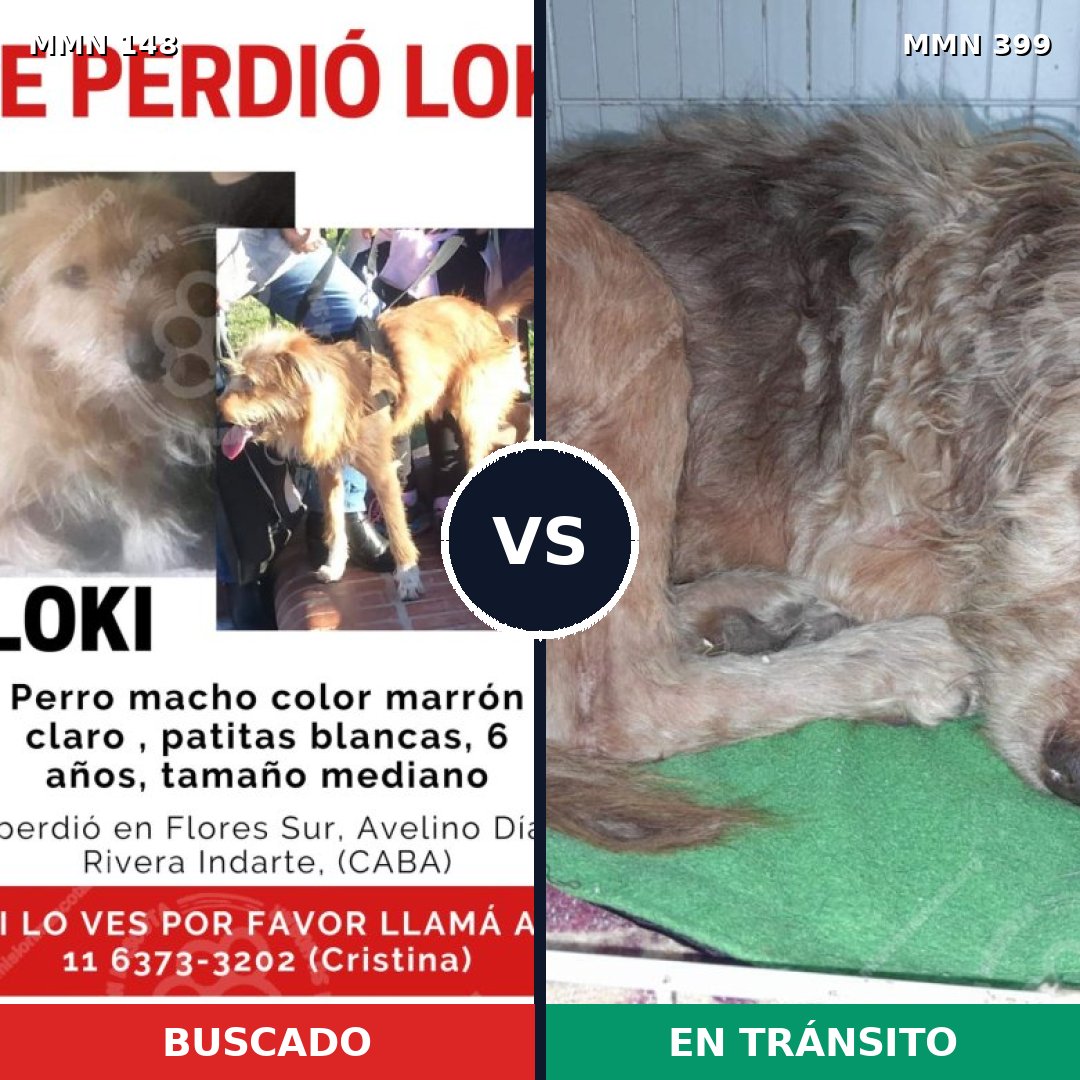 Comparativa MMS 3540: mascota perdida y mascota encontrada, 55% de similitud