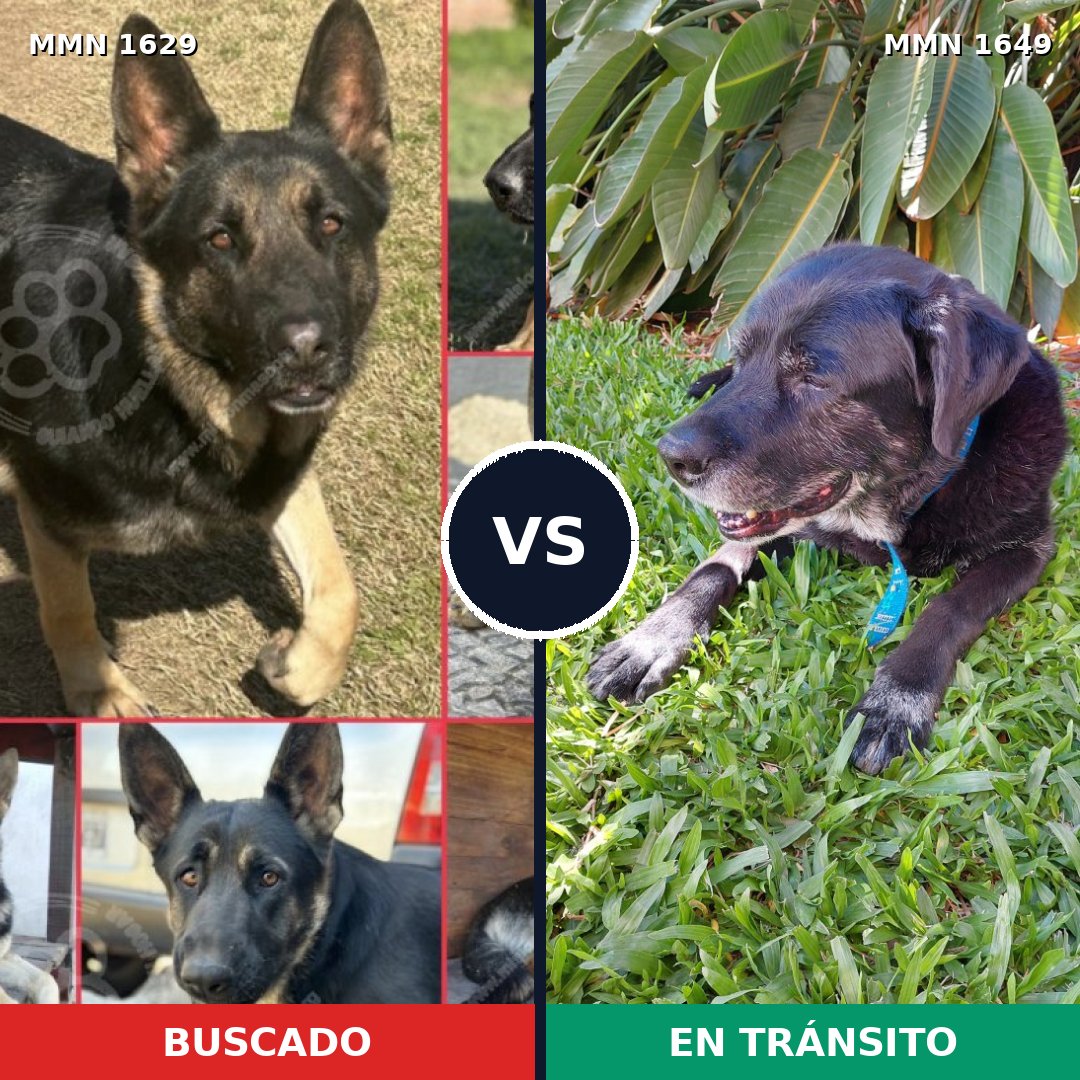 Comparativa MMS 35400: mascota perdida y mascota encontrada, 47% de similitud