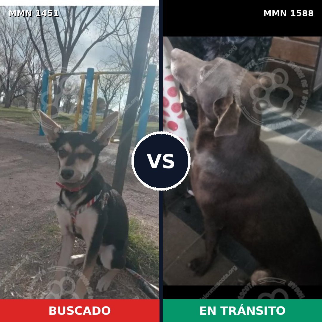 Comparativa MMS 35404: mascota perdida y mascota encontrada, 58% de similitud