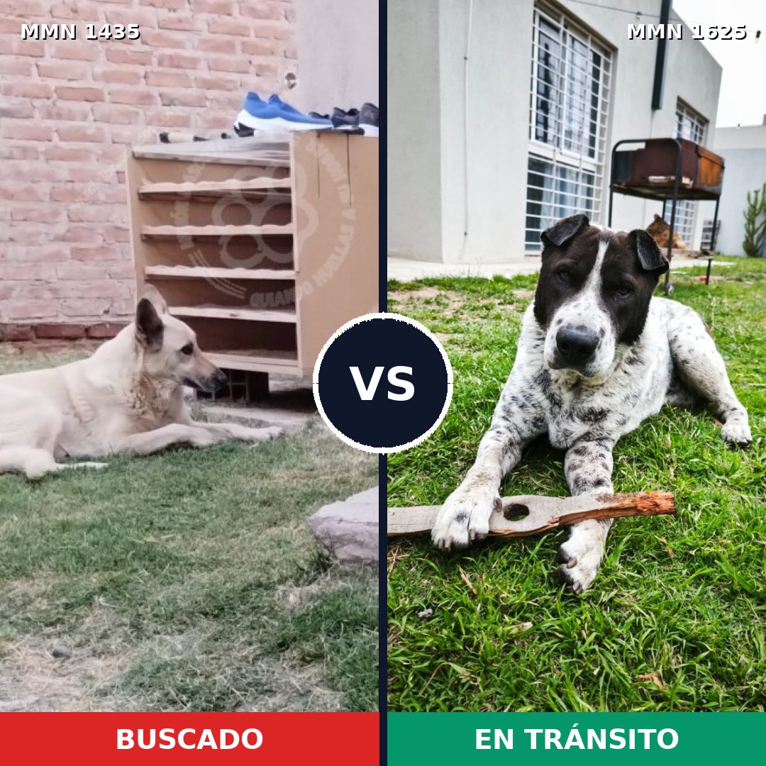 Comparativa MMS 35405: mascota perdida y mascota encontrada, 63% de similitud