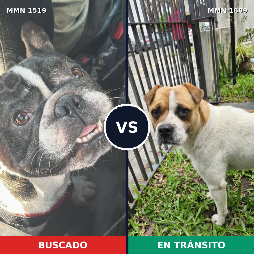 Comparativa MMS 35407: mascota perdida y mascota encontrada, 49% de similitud