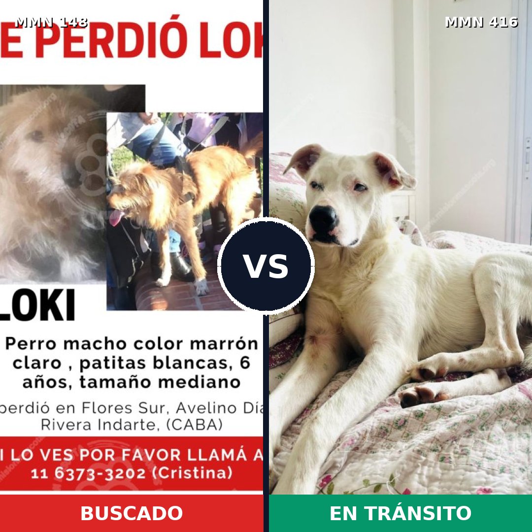 Comparativa MMS 3541: mascota perdida y mascota encontrada, 31% de similitud