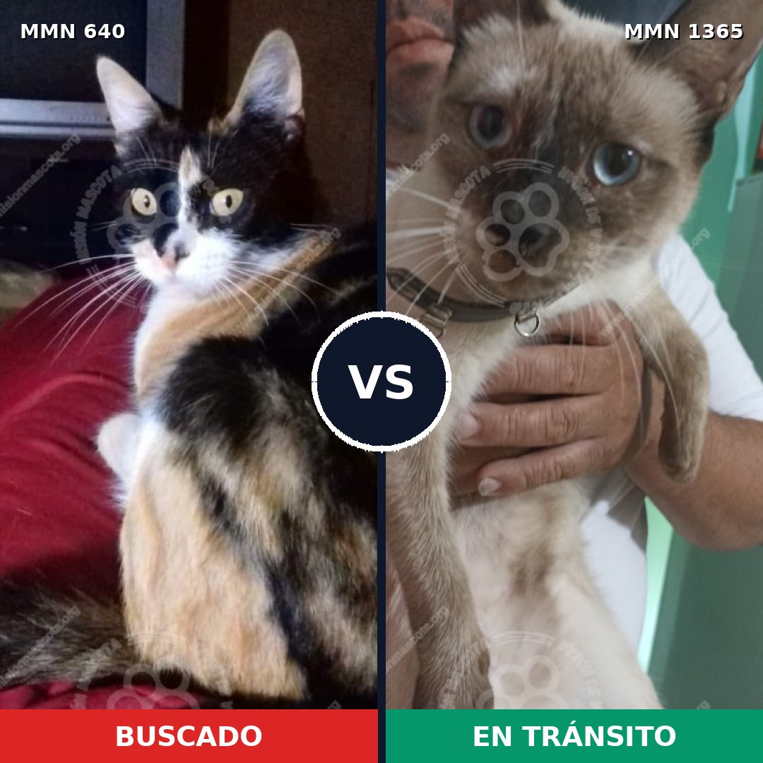 Comparativa MMS 35411: mascota perdida y mascota encontrada, 24% de similitud