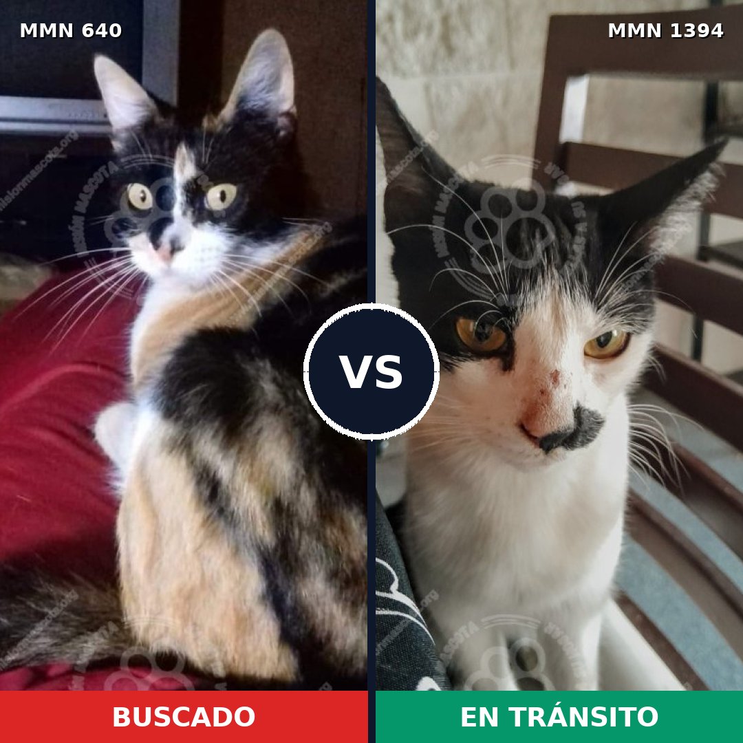 Comparativa MMS 35412: mascota perdida y mascota encontrada, 32% de similitud