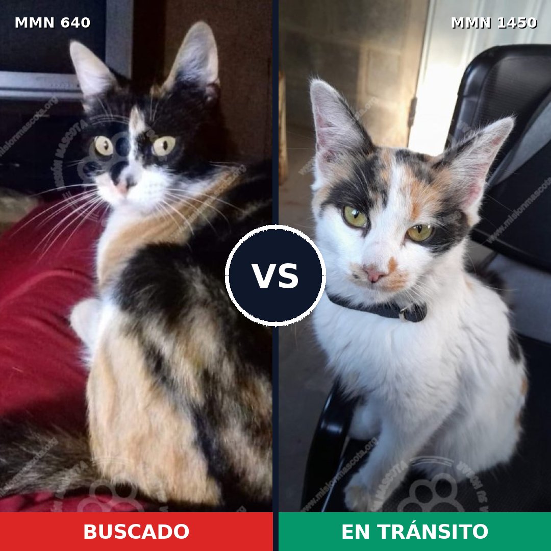 Comparativa MMS 35413: mascota perdida y mascota encontrada, 37% de similitud